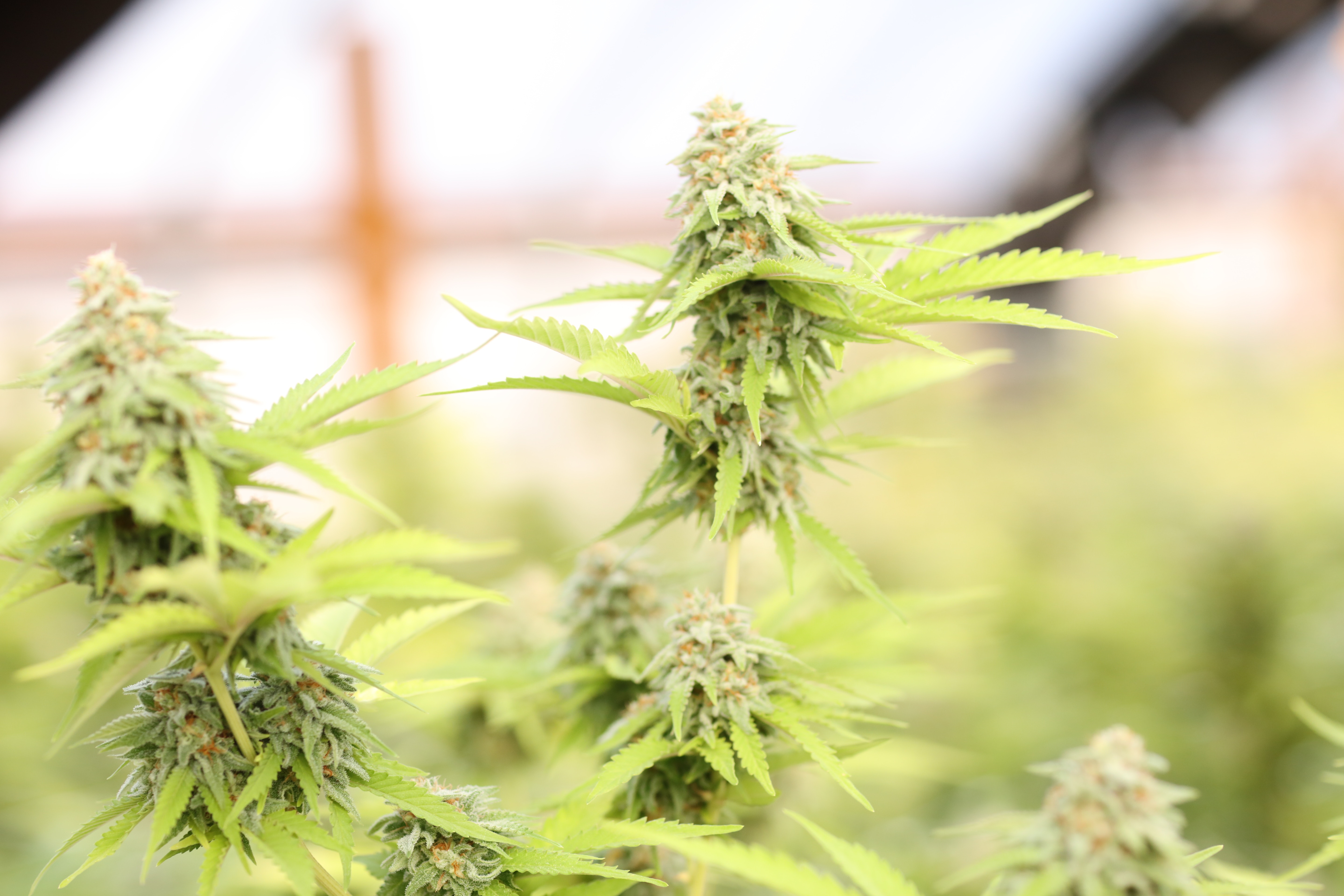 Cannabis Crop Coverage Cannabis Crop Coverage